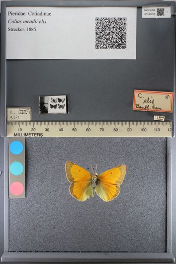 Media type: image;   Entomology 193726